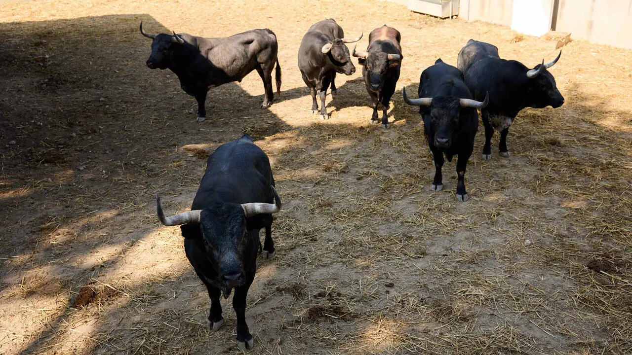Toros de la ganader&iacute;a de Miura en los Corrales del Gas de Pamplona para San Ferm&iacute;n 2026. I&Ntilde;IGO ALZUGARAY