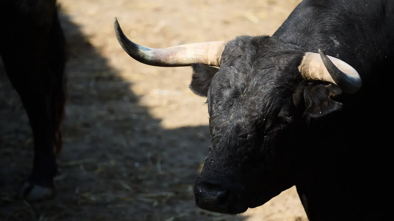 Toros de la ganader&iacute;a de Miura en los Corrales del Gas de Pamplona para San Ferm&iacute;n 2026. I&Ntilde;IGO ALZUGARAY
