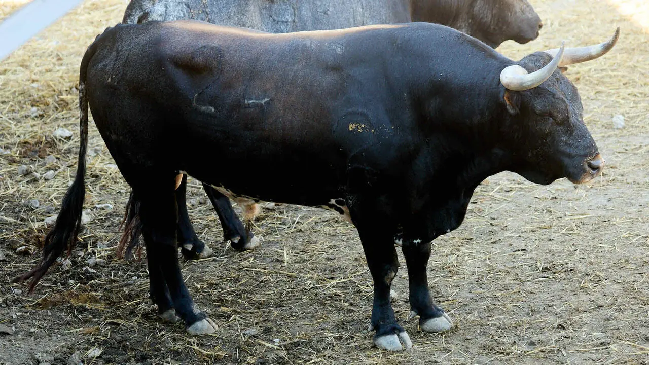 El toro 'Merecido' (n&ordm; 24) de la ganader&iacute;a de Miura (13 de julio), c&aacute;rdeno oscuro bragado corrido collidero, y de 630 kilos de peso, en los Corrales del Gas de Pamplona para San Ferm&iacute;n 2026. I&Ntilde;IGO ALZUGARAY