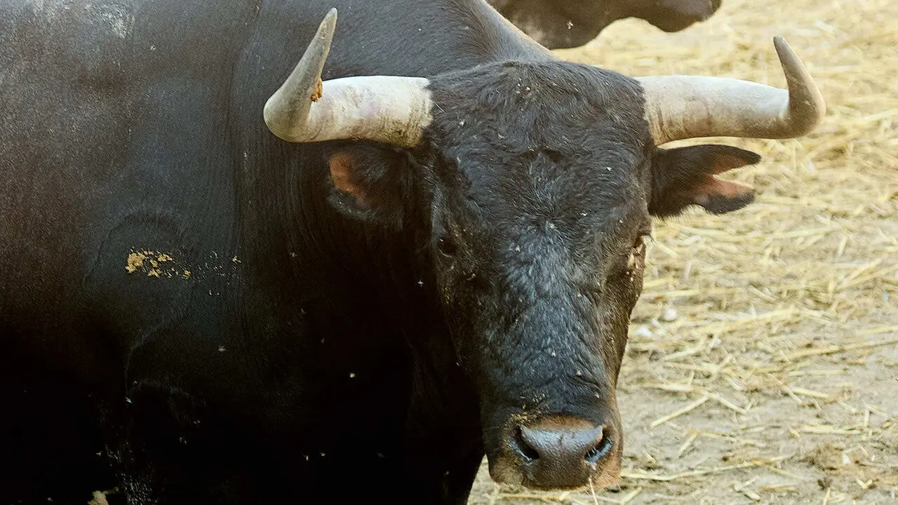 El toro 'Merecido' (n&ordm; 24) de la ganader&iacute;a de Miura (13 de julio), c&aacute;rdeno oscuro bragado corrido collidero, y de 630 kilos de peso, en los Corrales del Gas de Pamplona para San Ferm&iacute;n 2026. I&Ntilde;IGO ALZUGARAY