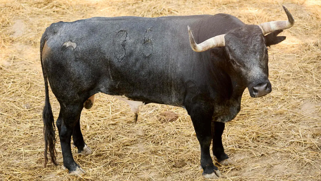 El toro 'Mochuelo' (n&ordm; 35) de la ganader&iacute;a de Miura (13 de julio), c&aacute;rdeno oscuro semicalzado, y de 615 kilos de peso, en los Corrales del Gas de Pamplona para San Ferm&iacute;n 2026. I&Ntilde;IGO ALZUGARAY