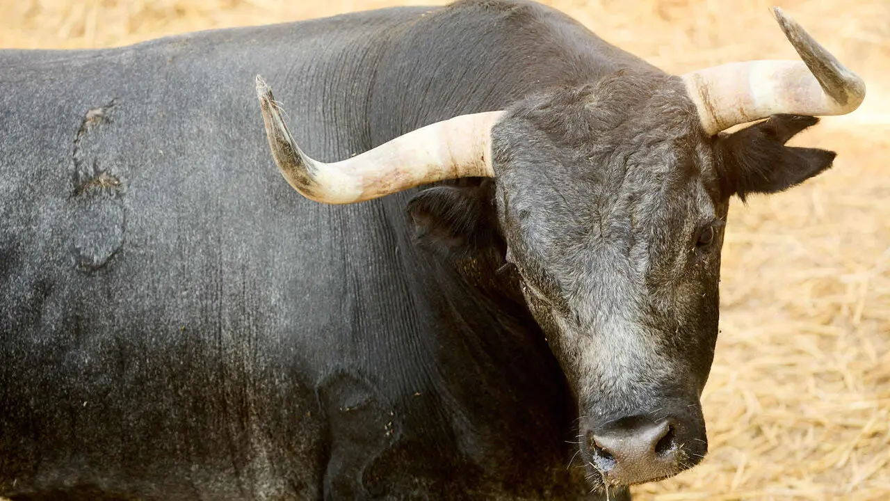 El toro 'Mochuelo' (n&ordm; 35) de la ganader&iacute;a de Miura (13 de julio), c&aacute;rdeno oscuro semicalzado, y de 615 kilos de peso, en los Corrales del Gas de Pamplona para San Ferm&iacute;n 2026. I&Ntilde;IGO ALZUGARAY