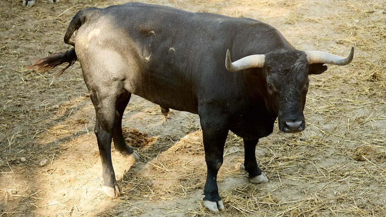 El toro 'Gaditano' (n&ordm; 36) de la ganader&iacute;a de Miura (13 de julio), c&aacute;rdeno oscuro, y de 635 kilos de peso, en los Corrales del Gas de Pamplona para San Ferm&iacute;n 2026. I&Ntilde;IGO ALZUGARAY