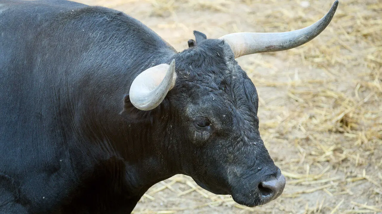 El toro 'Gaditano' (n&ordm; 36) de la ganader&iacute;a de Miura (13 de julio), c&aacute;rdeno oscuro, y de 635 kilos de peso, en los Corrales del Gas de Pamplona para San Ferm&iacute;n 2026. I&Ntilde;IGO ALZUGARAY