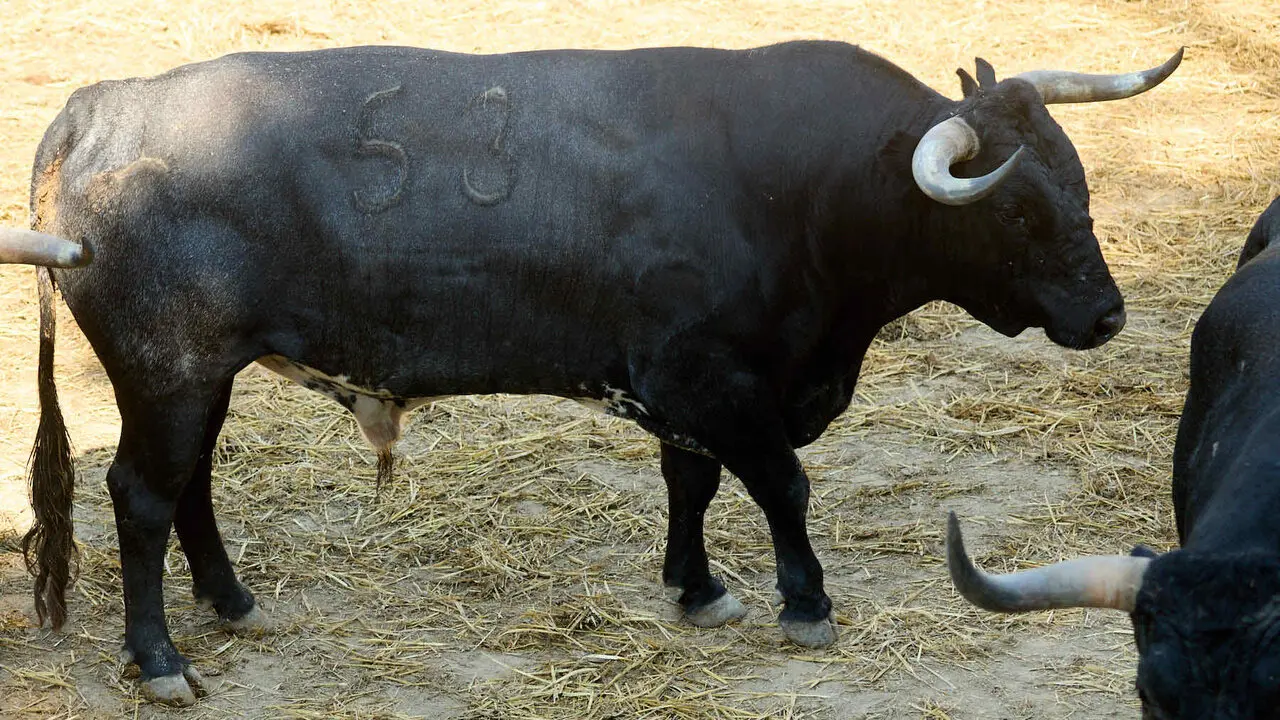 El toro 'Decoroso' (n&ordm; 53) de la ganader&iacute;a de Miura (13 de julio), c&aacute;rdeno oscuro mulato, y de 635 kilos de peso, en los Corrales del Gas de Pamplona para San Ferm&iacute;n 2026. I&Ntilde;IGO ALZUGARAY