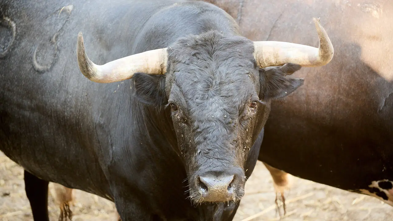 El toro 'Decoroso' (n&ordm; 53) de la ganader&iacute;a de Miura (13 de julio), c&aacute;rdeno oscuro mulato, y de 635 kilos de peso, en los Corrales del Gas de Pamplona para San Ferm&iacute;n 2026. I&Ntilde;IGO ALZUGARAY