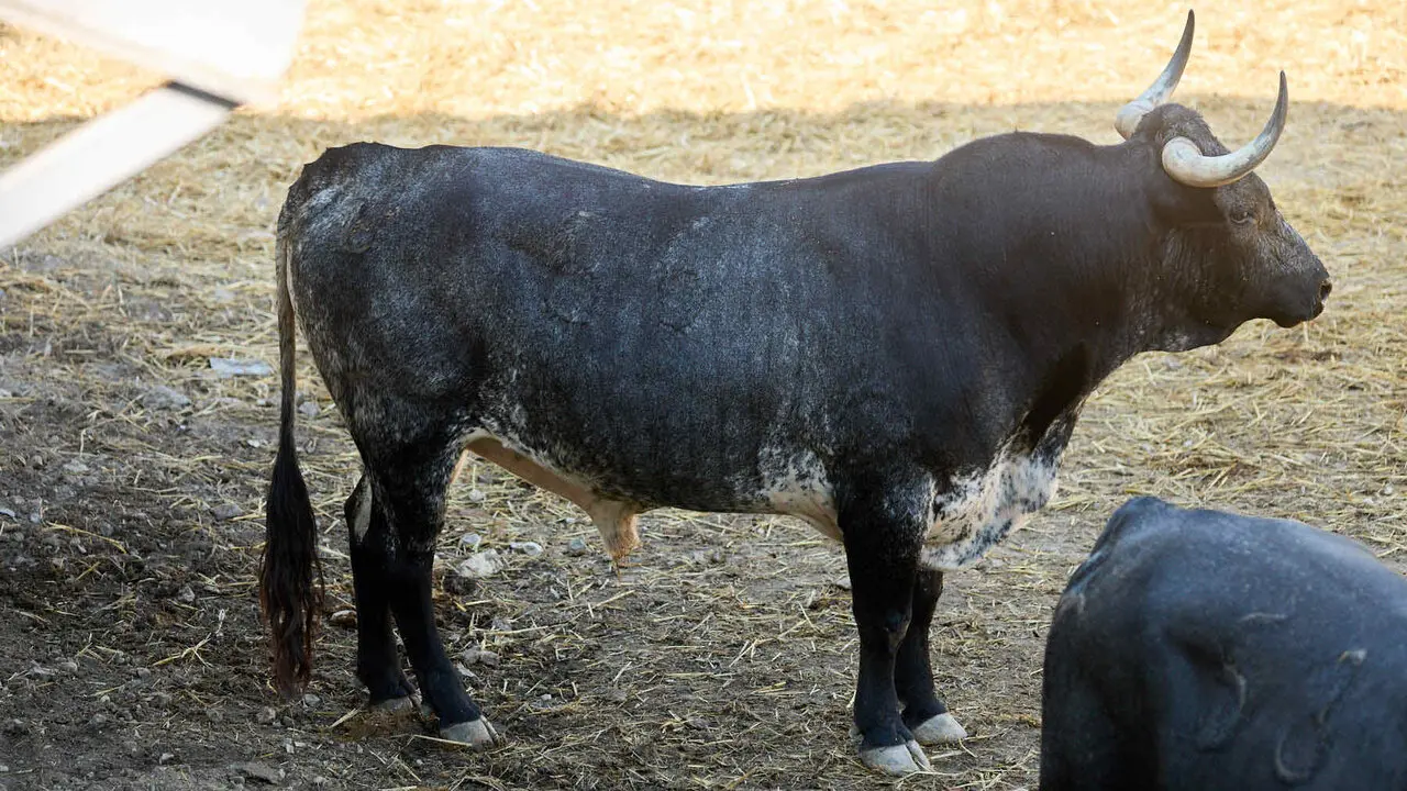 El toro 'Famoso' (n&ordm; 55) de la ganader&iacute;a de Miura (13 de julio), c&aacute;rdeno, y de 605 kilos de peso, en los Corrales del Gas de Pamplona para San Ferm&iacute;n 2026. I&Ntilde;IGO ALZUGARAY
