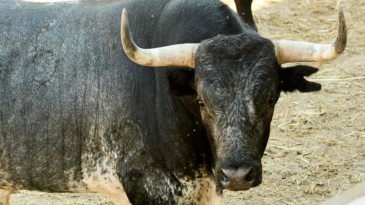 El toro 'Famoso' (n&ordm; 55) de la ganader&iacute;a de Miura (13 de julio), c&aacute;rdeno, y de 605 kilos de peso, en los Corrales del Gas de Pamplona para San Ferm&iacute;n 2026. I&Ntilde;IGO ALZUGARAY