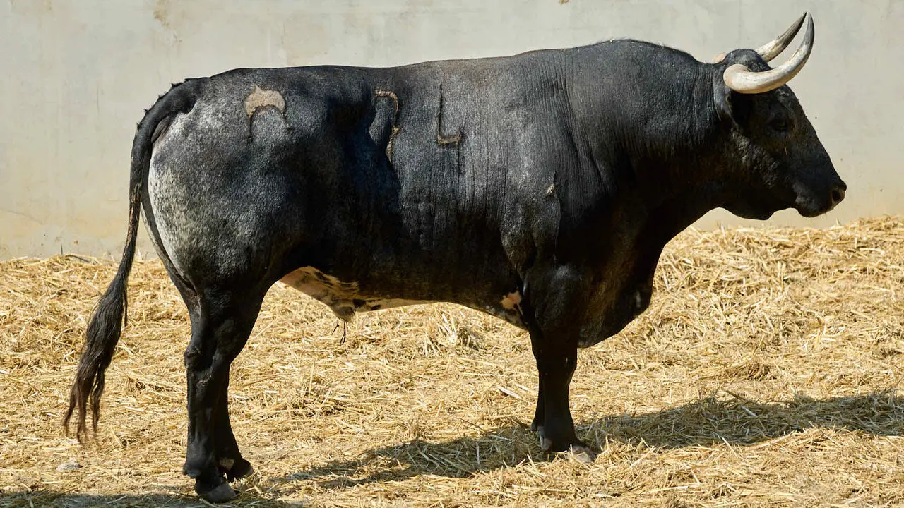El toro 'Andaluz' (n&ordm; 74) de la ganader&iacute;a de Miura (13 de julio), c&aacute;rdeno oscuro, y de 605 kilos de peso, en los Corrales del Gas de Pamplona para San Ferm&iacute;n 2026. I&Ntilde;IGO ALZUGARAY