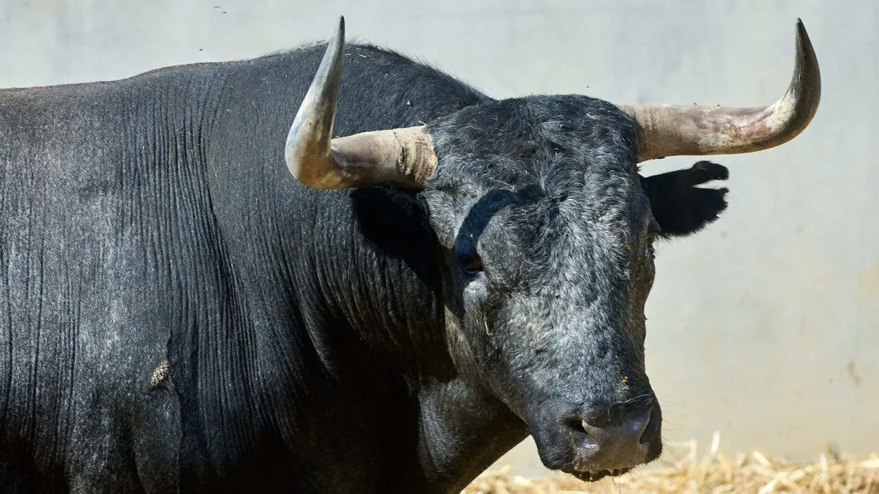 El toro 'Andaluz' (n&ordm; 74) de la ganader&iacute;a de Miura (13 de julio), c&aacute;rdeno oscuro, y de 605 kilos de peso, en los Corrales del Gas de Pamplona para San Ferm&iacute;n 2026. I&Ntilde;IGO ALZUGARAY