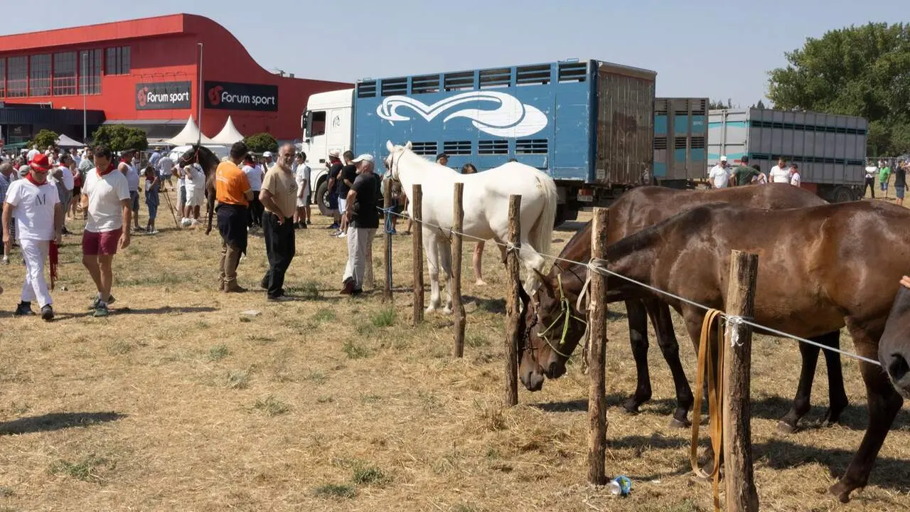 Feria del ganado equino de San Ferm&iacute;n. AYUNTAMIENTO DE PAMPLONA