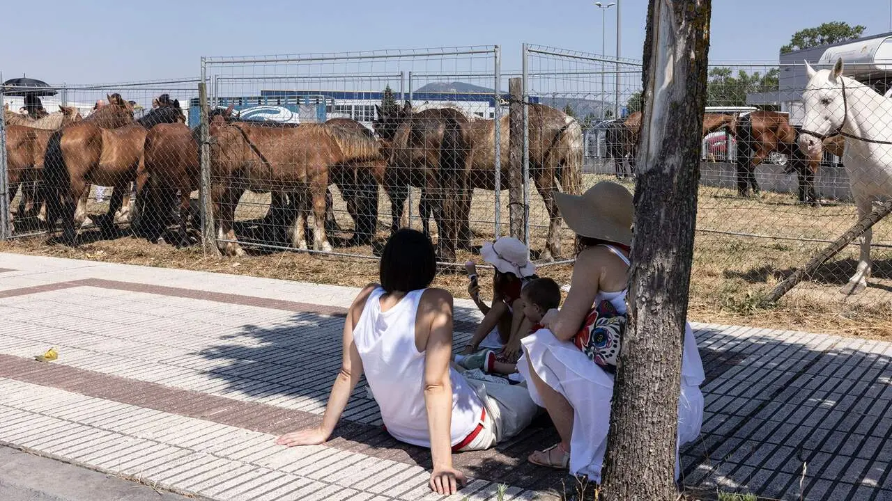 Feria del ganado equino de San Ferm&iacute;n. AYUNTAMIENTO DE PAMPLONA