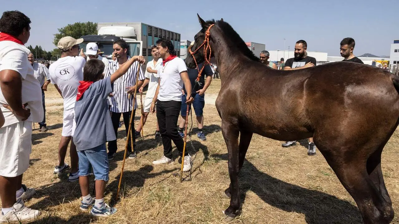 Feria del ganado equino de San Ferm&iacute;n. AYUNTAMIENTO DE PAMPLONA