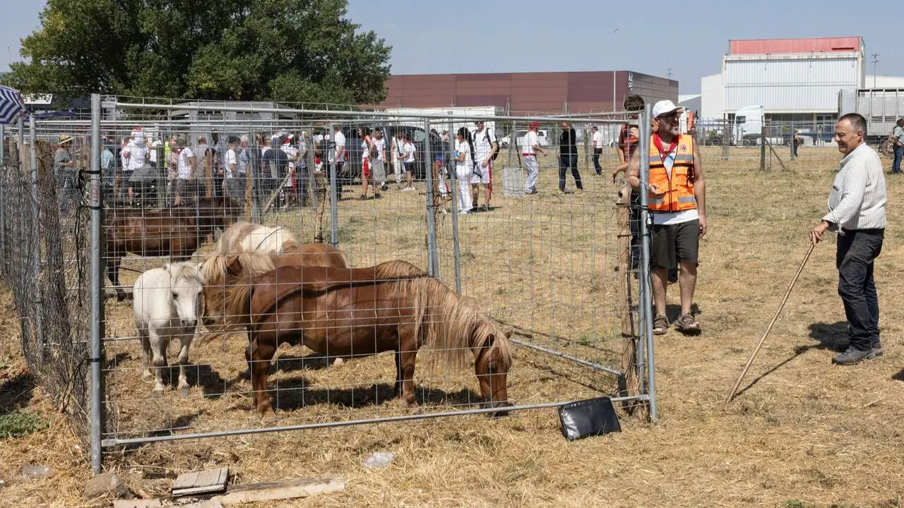Feria del ganado equino de San Ferm&iacute;n. AYUNTAMIENTO DE PAMPLONA