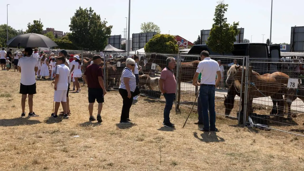 Feria del ganado equino de San Ferm&iacute;n. AYUNTAMIENTO DE PAMPLONA