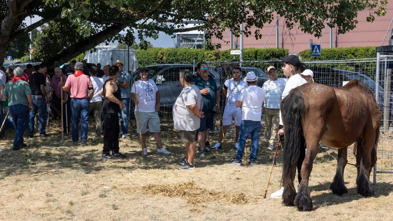 Feria del ganado equino de San Ferm&iacute;n. AYUNTAMIENTO DE PAMPLONA