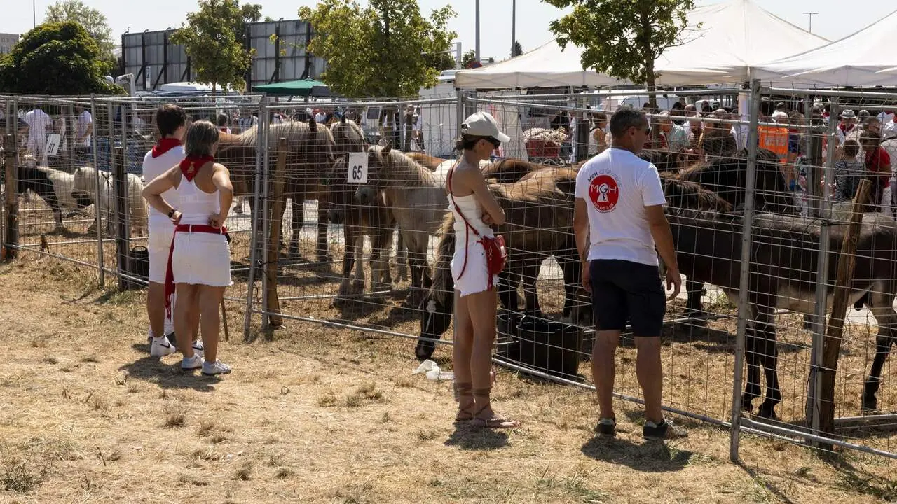 Feria del ganado equino de San Ferm&iacute;n. AYUNTAMIENTO DE PAMPLONA