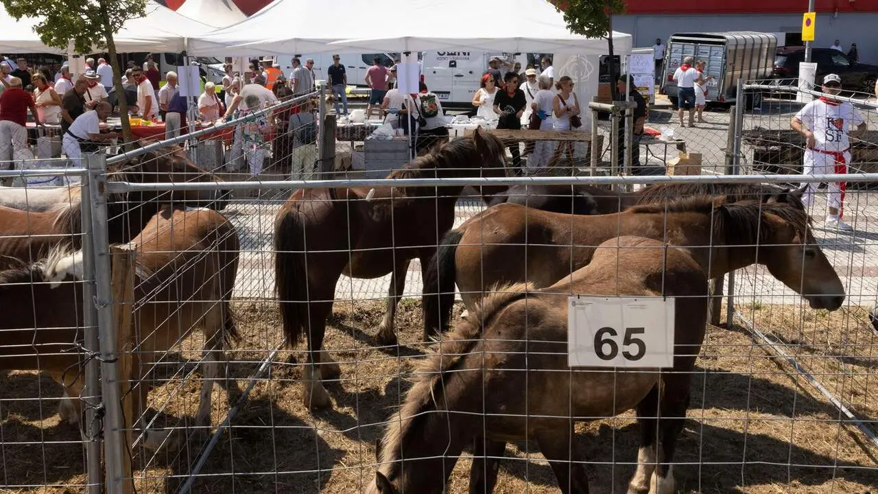 Feria del ganado equino de San Ferm&iacute;n. AYUNTAMIENTO DE PAMPLONA