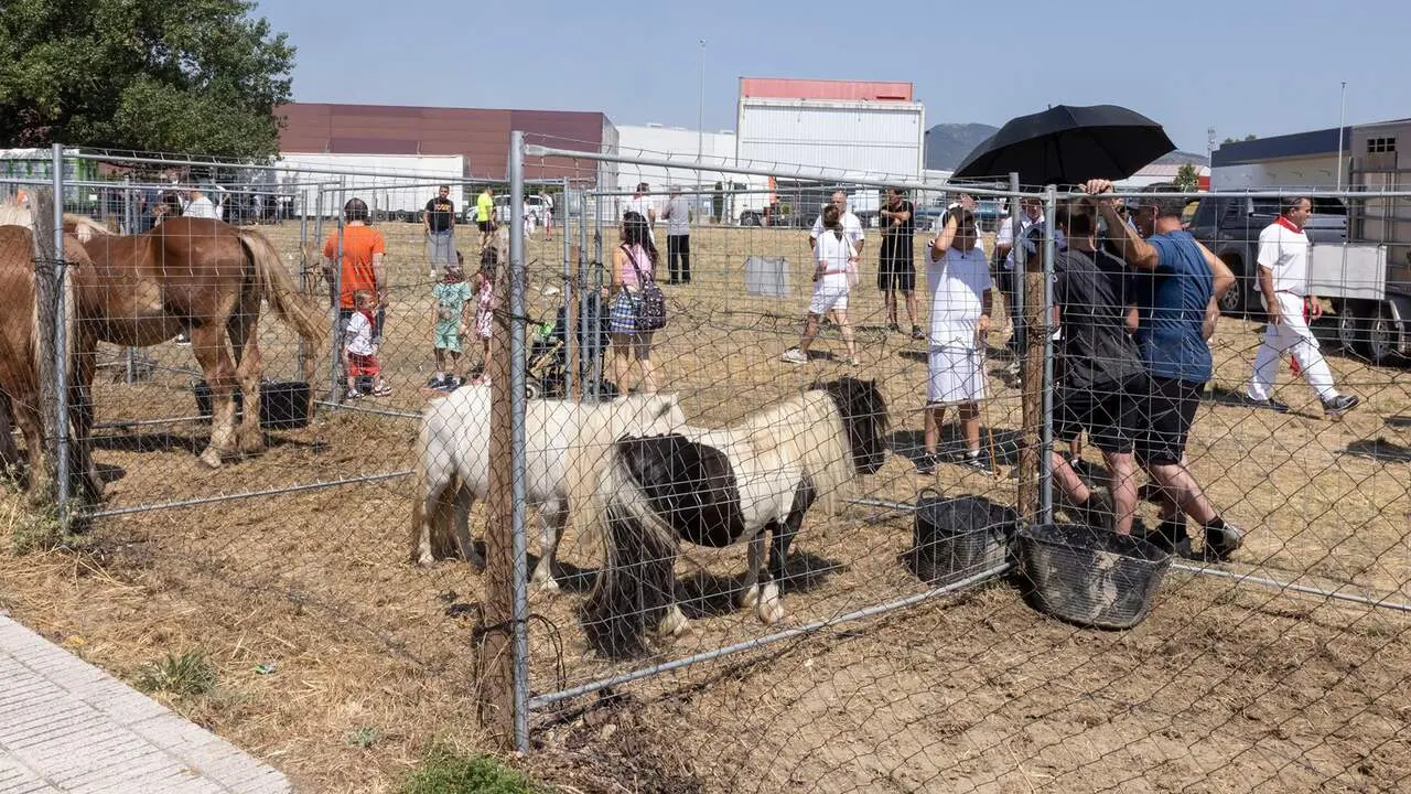 Feria del ganado equino de San Ferm&iacute;n. AYUNTAMIENTO DE PAMPLONA