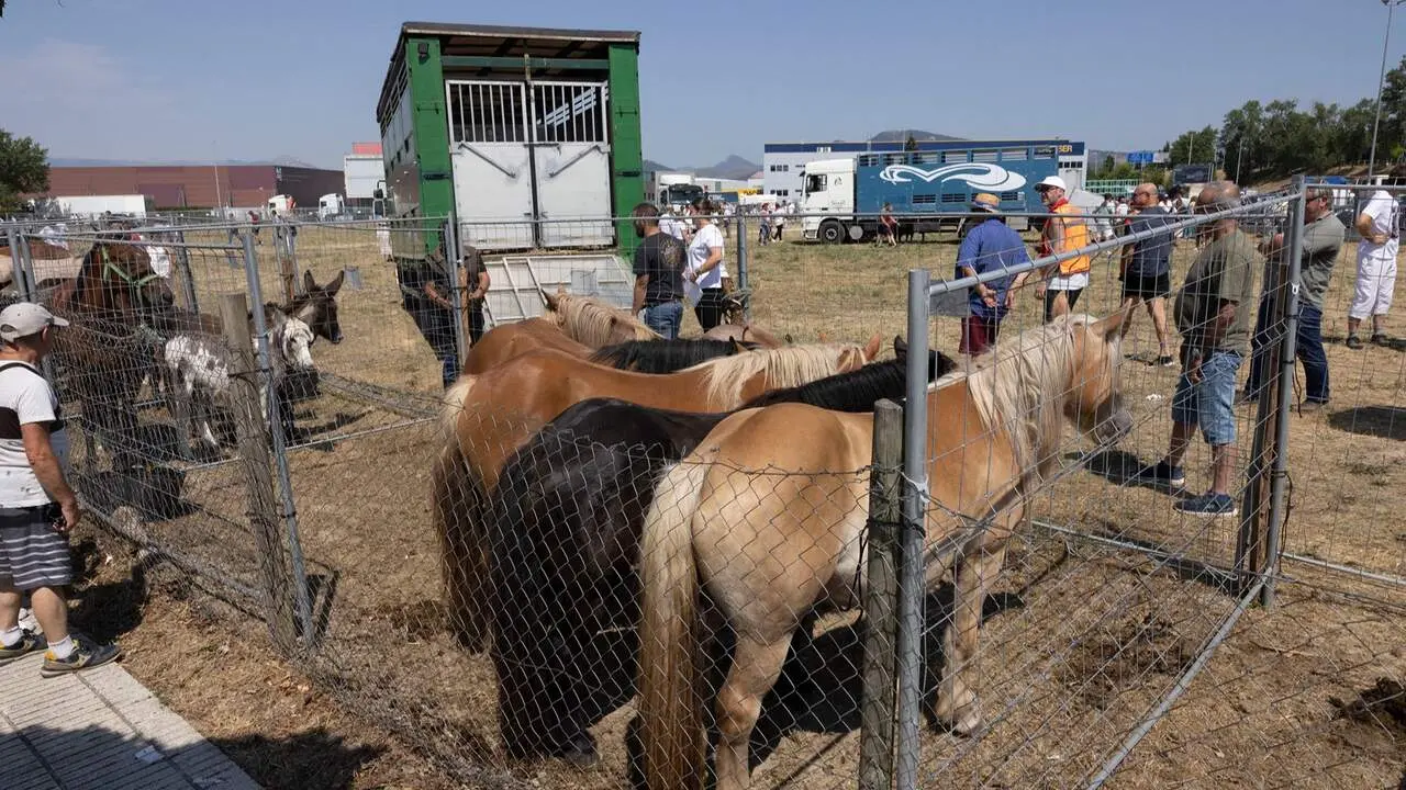 Feria del ganado equino de San Ferm&iacute;n. AYUNTAMIENTO DE PAMPLONA
