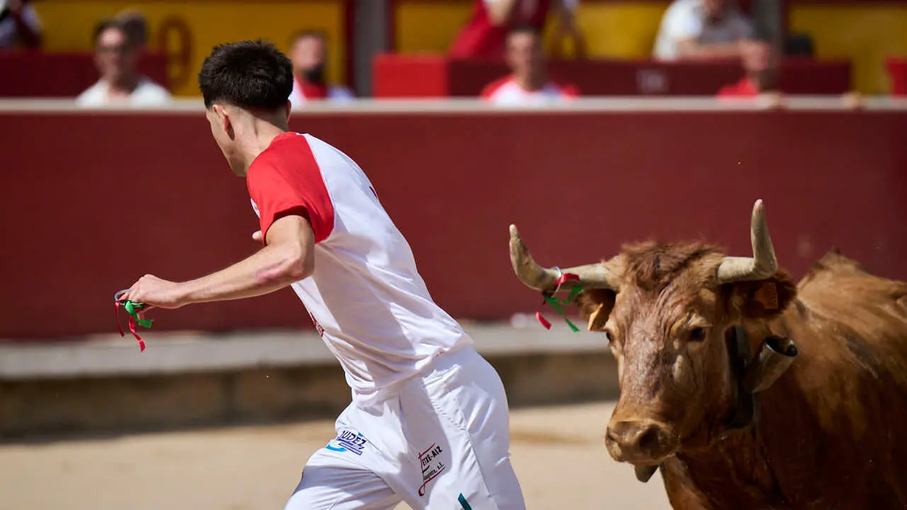 Concurso de anillas enla Plaza de Toros de Pamplona durante San Ferm&iacute;n 2026. PABLO LASAOSA