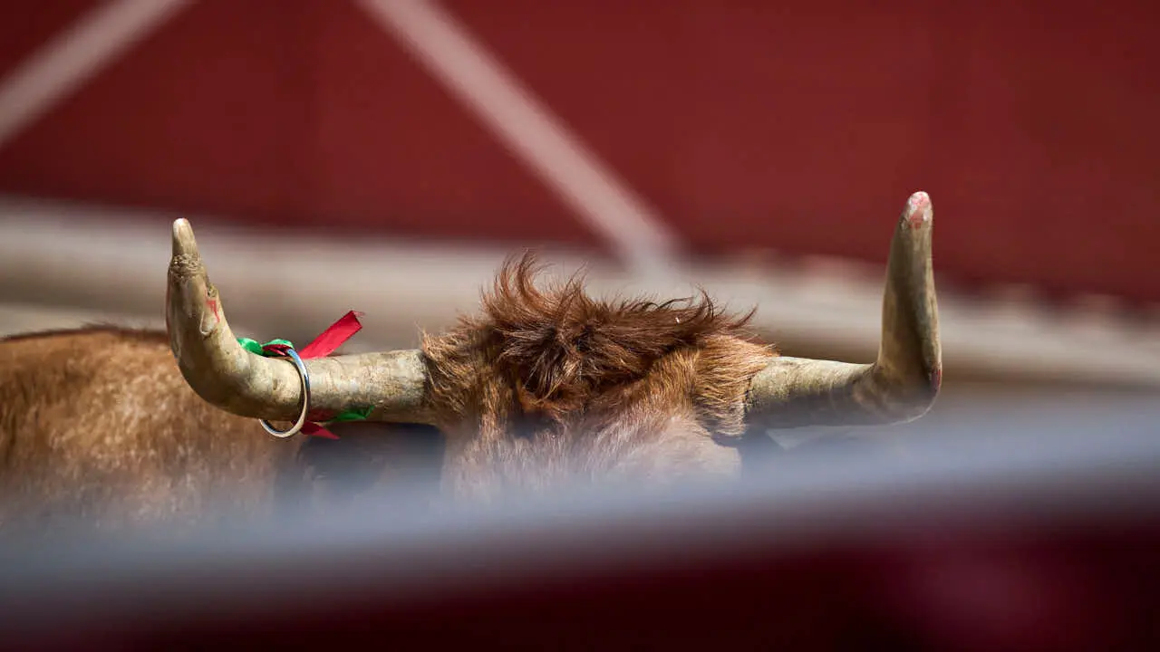 Concurso de anillas enla Plaza de Toros de Pamplona durante San Ferm&iacute;n 2026. PABLO LASAOSA