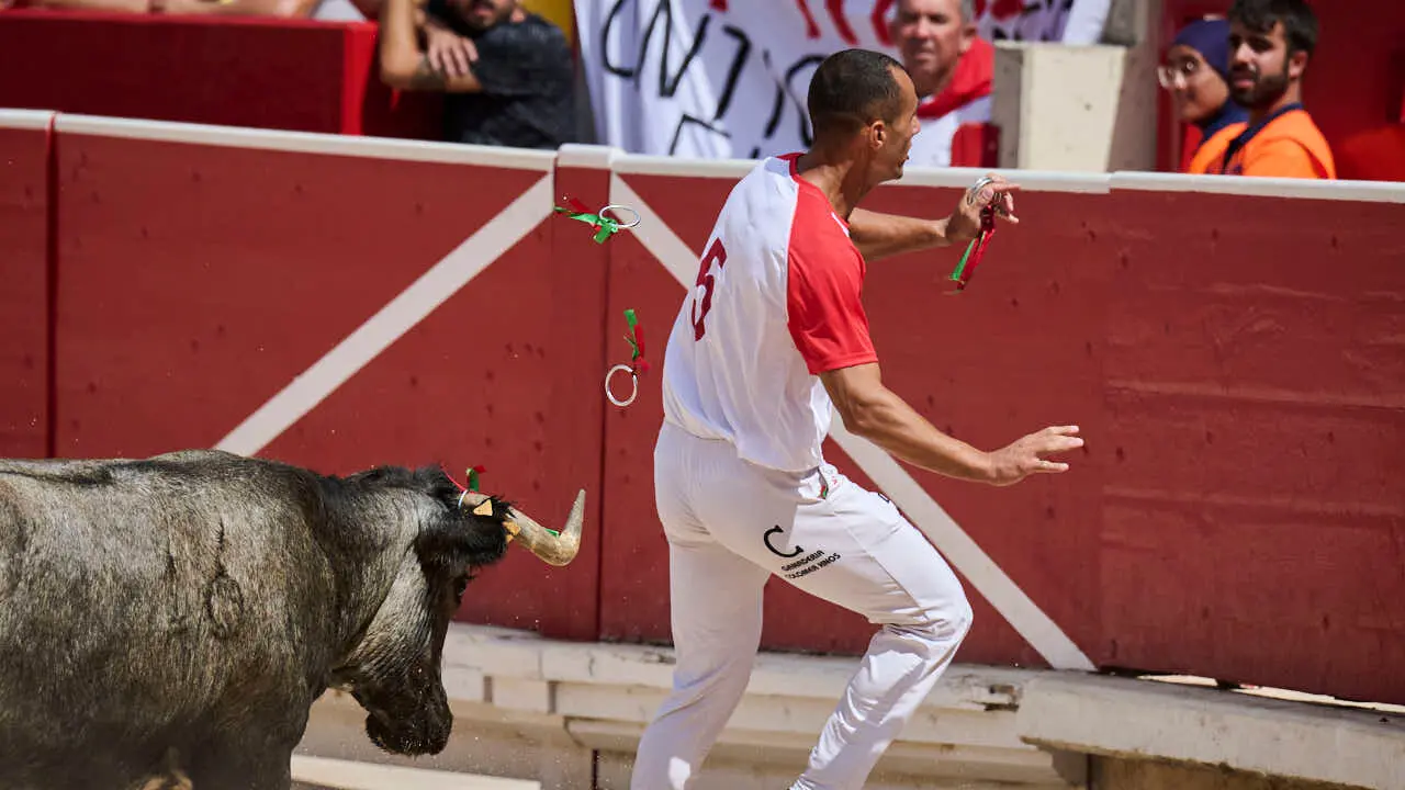 Concurso de anillas enla Plaza de Toros de Pamplona durante San Ferm&iacute;n 2026. PABLO LASAOSA