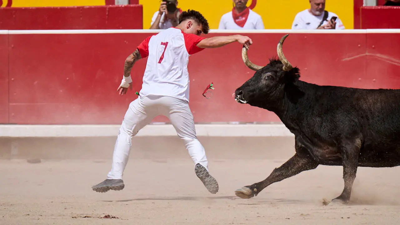 Concurso de anillas enla Plaza de Toros de Pamplona durante San Ferm&iacute;n 2026. PABLO LASAOSA