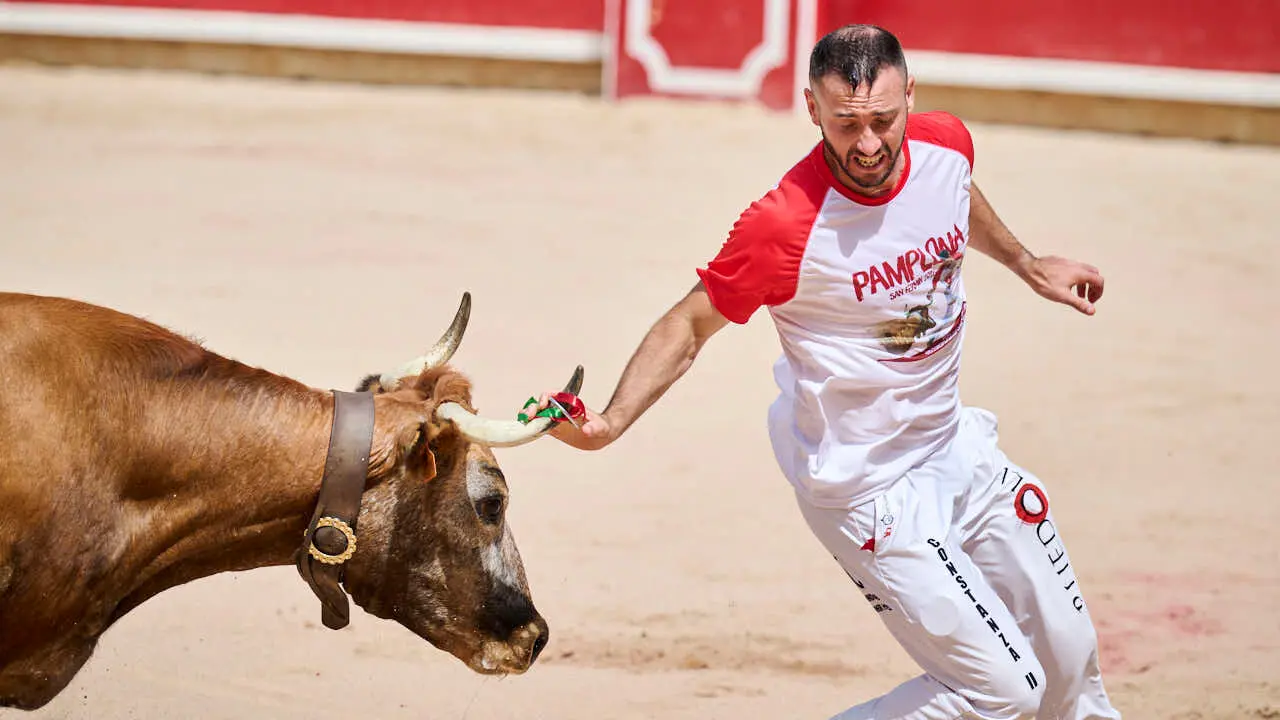 Concurso de anillas enla Plaza de Toros de Pamplona durante San Ferm&iacute;n 2026. PABLO LASAOSA