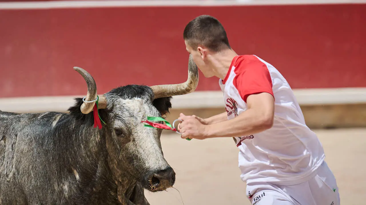 Concurso de anillas enla Plaza de Toros de Pamplona durante San Ferm&iacute;n 2026. PABLO LASAOSA