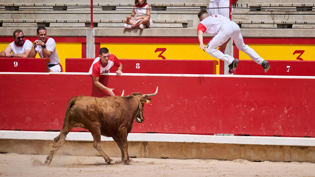 Concurso de anillas enla Plaza de Toros de Pamplona durante San Ferm&iacute;n 2026. PABLO LASAOSA