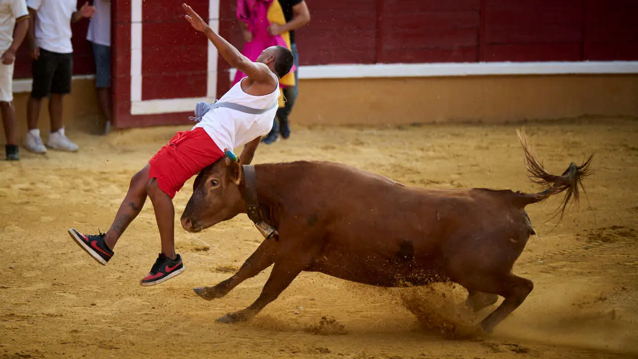 Vacas ma&ntilde;aneras tras el primer encierro de Tudela 2026. PABLO LASAOSA