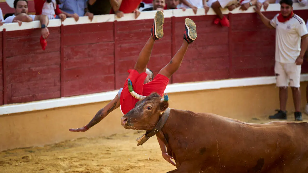 Vacas ma&ntilde;aneras tras el primer encierro de Tudela 2026. PABLO LASAOSA