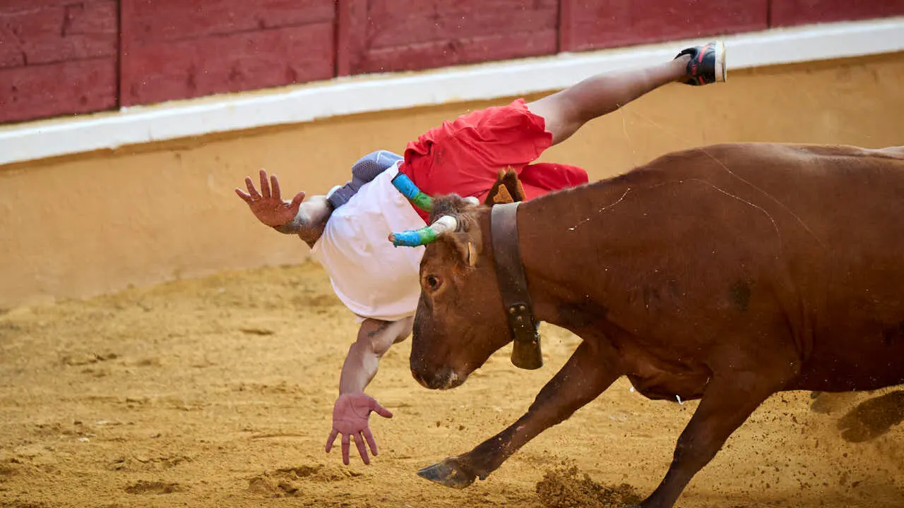 Vacas ma&ntilde;aneras tras el primer encierro de Tudela 2026. PABLO LASAOSA
