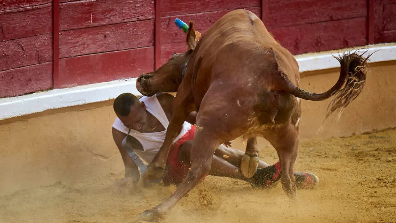 Vacas ma&ntilde;aneras tras el primer encierro de Tudela 2026. PABLO LASAOSA