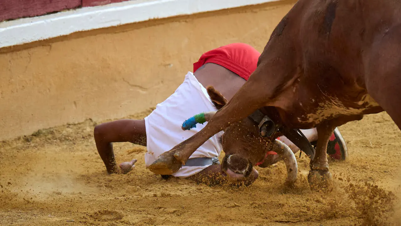 Vacas ma&ntilde;aneras tras el primer encierro de Tudela 2026. PABLO LASAOSA