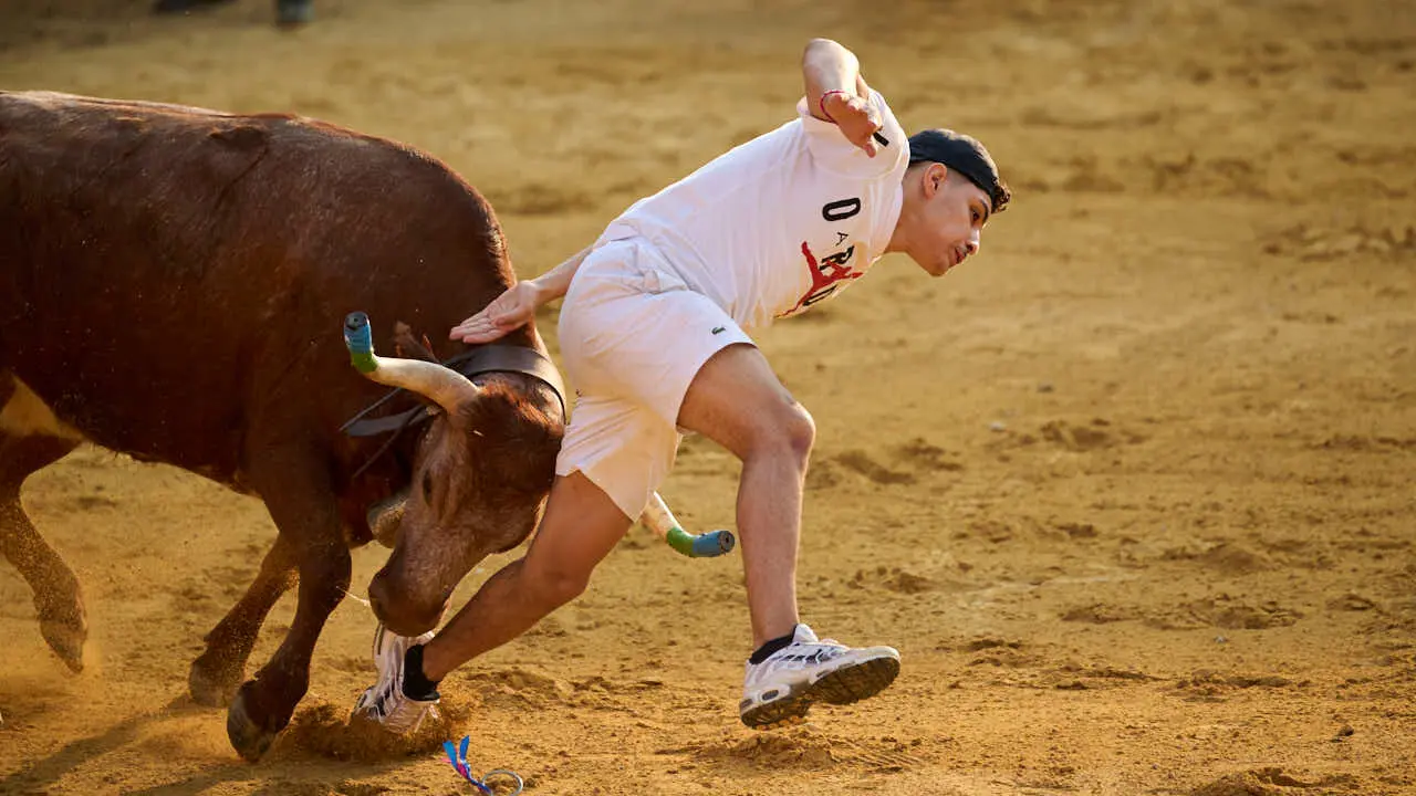 Vacas ma&ntilde;aneras tras el primer encierro de Tudela 2026. PABLO LASAOSA