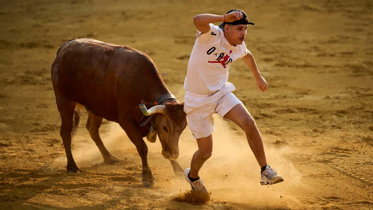 Vacas ma&ntilde;aneras tras el primer encierro de Tudela 2026. PABLO LASAOSA