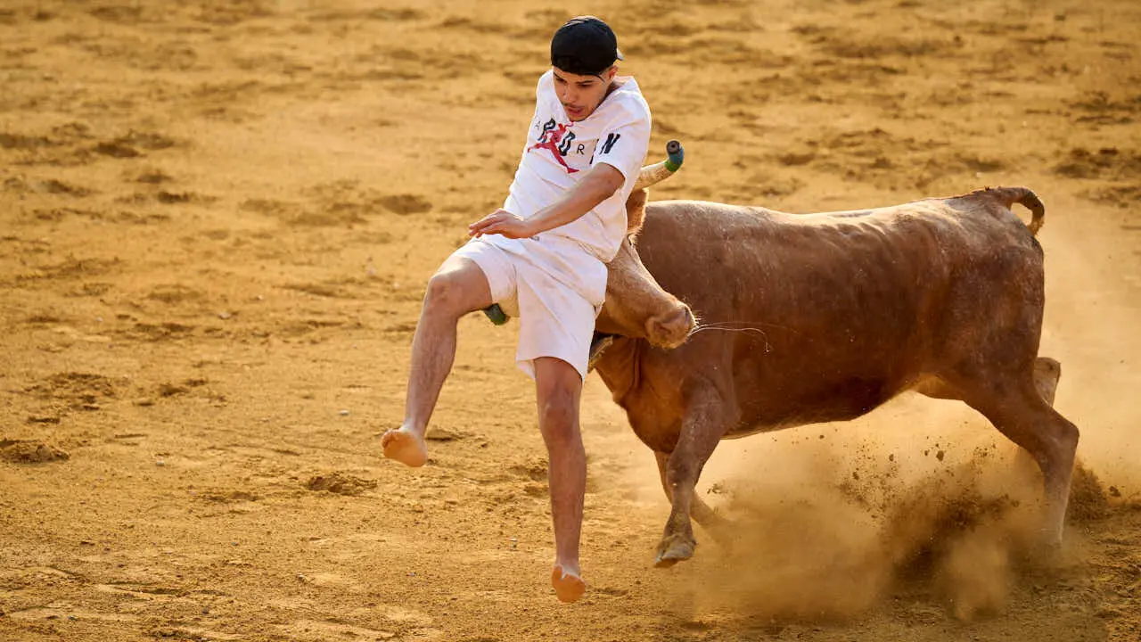 Vacas ma&ntilde;aneras tras el primer encierro de Tudela 2026. PABLO LASAOSA
