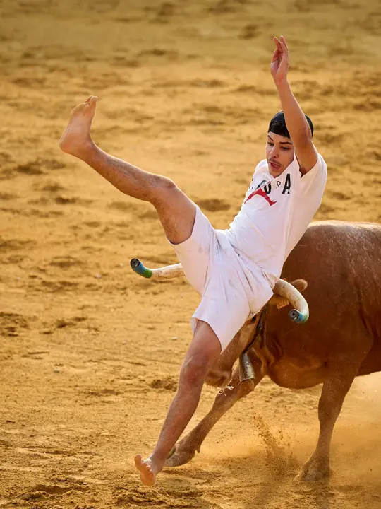 Vacas ma&ntilde;aneras tras el primer encierro de Tudela 2026. PABLO LASAOSA