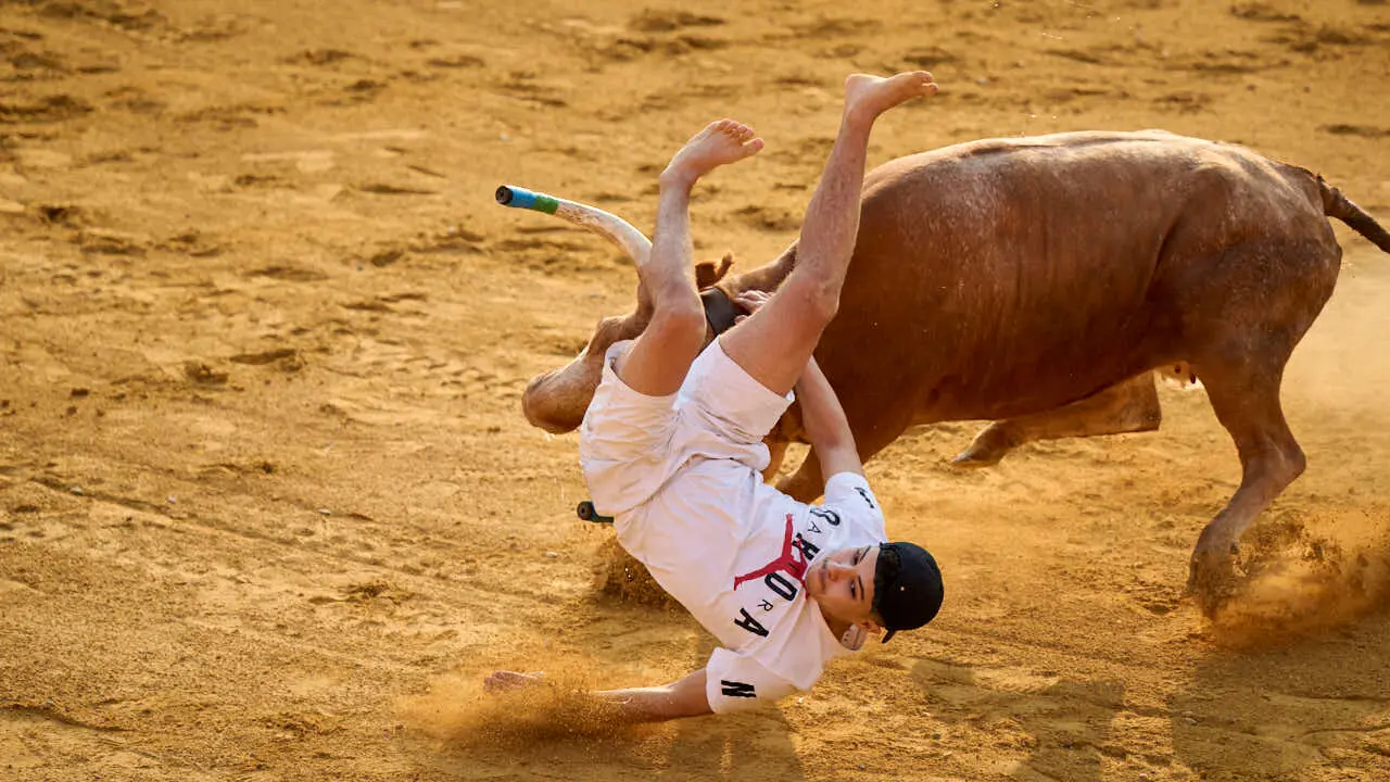 Vacas ma&ntilde;aneras tras el primer encierro de Tudela 2026. PABLO LASAOSA