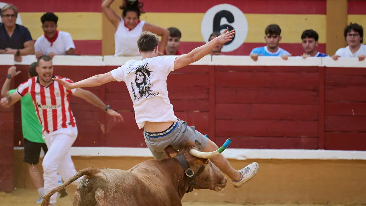 Vacas ma&ntilde;aneras tras el primer encierro de Tudela 2026. PABLO LASAOSA