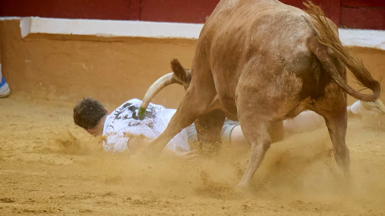 Vacas ma&ntilde;aneras tras el primer encierro de Tudela 2026. PABLO LASAOSA