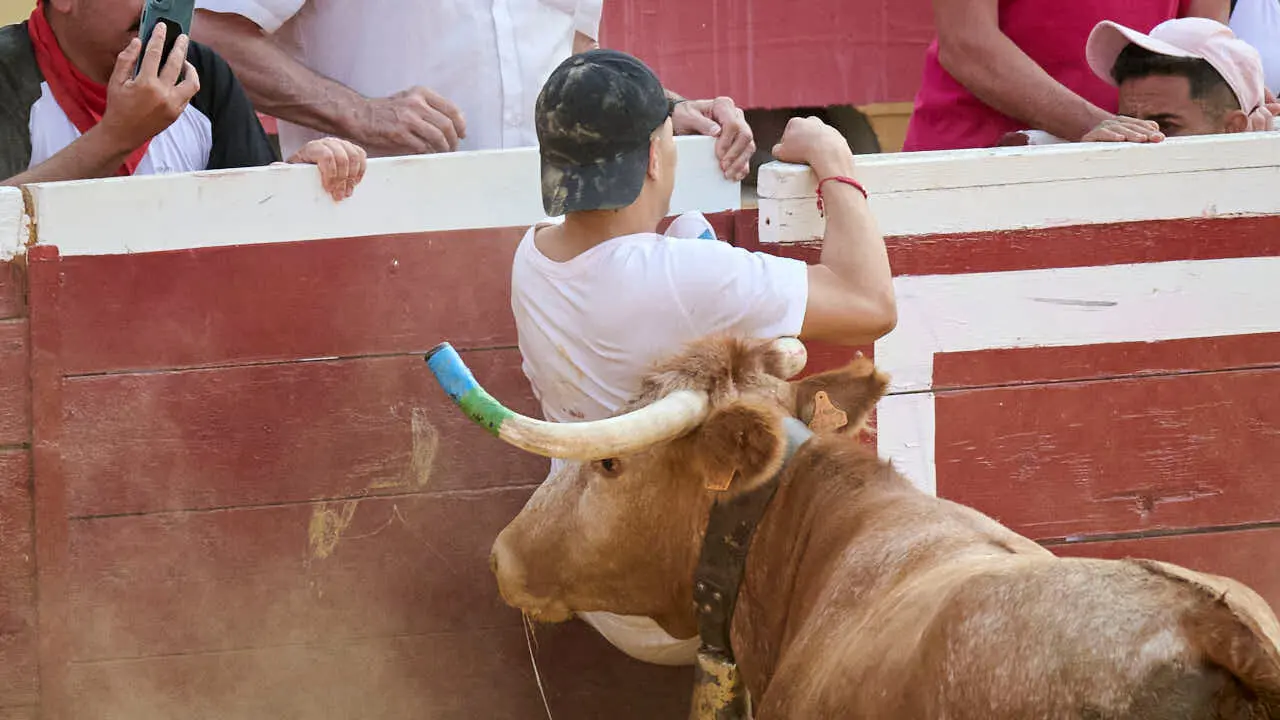 Vacas ma&ntilde;aneras tras el primer encierro de Tudela 2026. PABLO LASAOSA