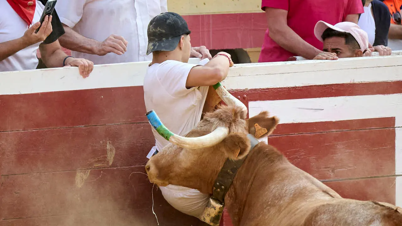Vacas ma&ntilde;aneras tras el primer encierro de Tudela 2026. PABLO LASAOSA