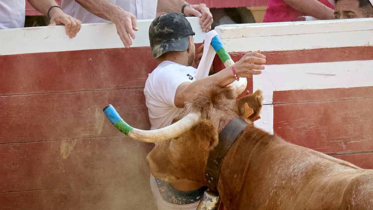 Vacas ma&ntilde;aneras tras el primer encierro de Tudela 2026. PABLO LASAOSA