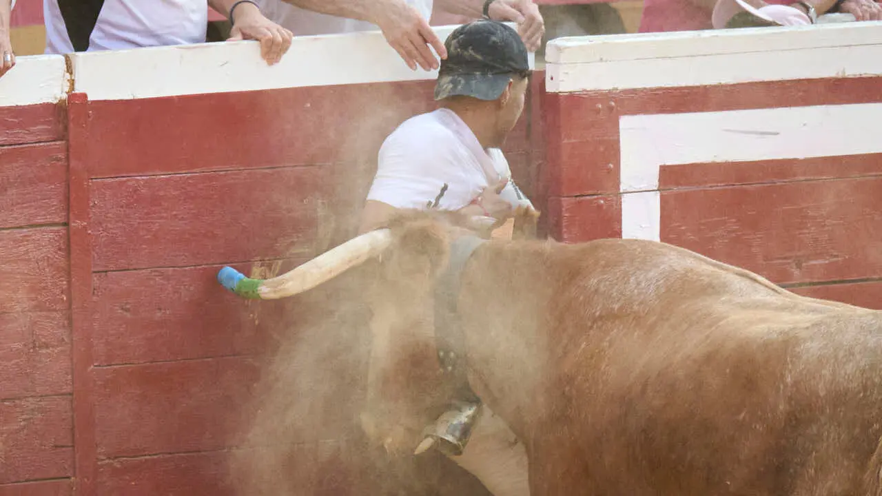 Vacas ma&ntilde;aneras tras el primer encierro de Tudela 2026. PABLO LASAOSA