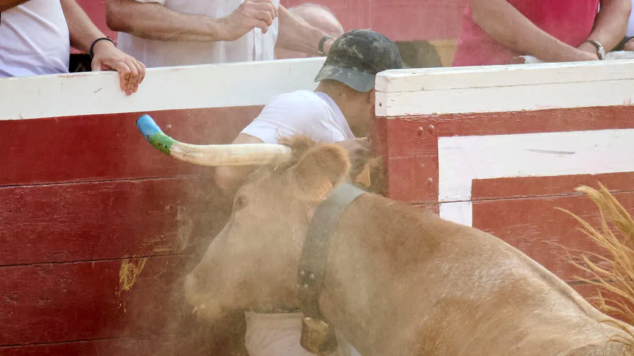 Vacas ma&ntilde;aneras tras el primer encierro de Tudela 2026. PABLO LASAOSA