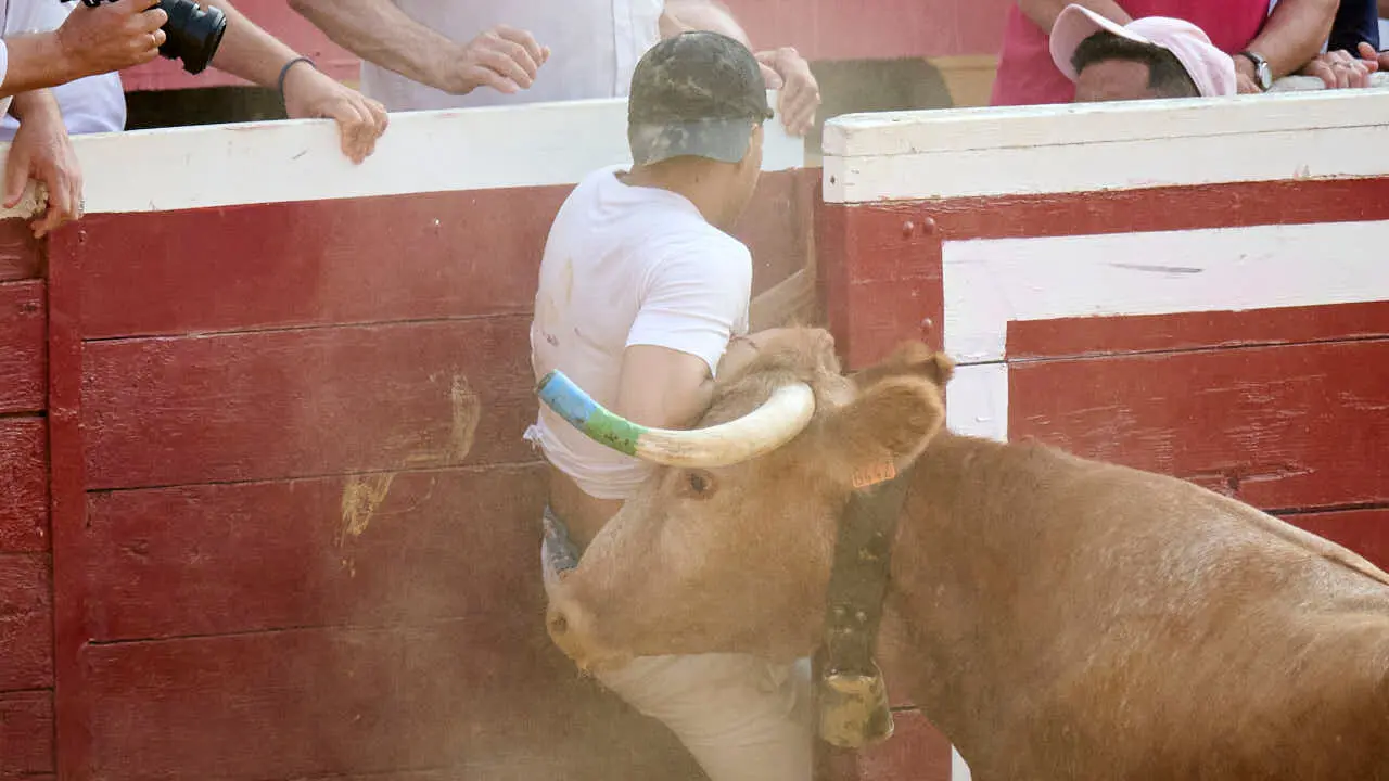 Vacas ma&ntilde;aneras tras el primer encierro de Tudela 2026. PABLO LASAOSA