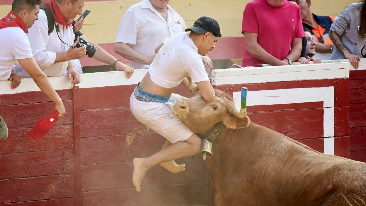 Vacas ma&ntilde;aneras tras el primer encierro de Tudela 2026. PABLO LASAOSA